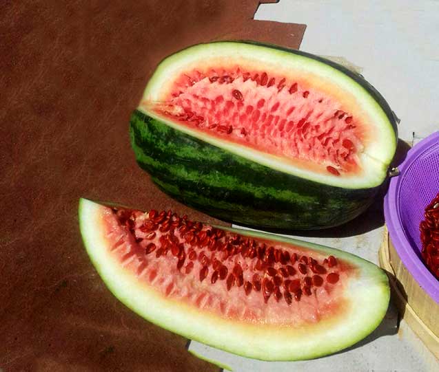 تخمه ژاپنی