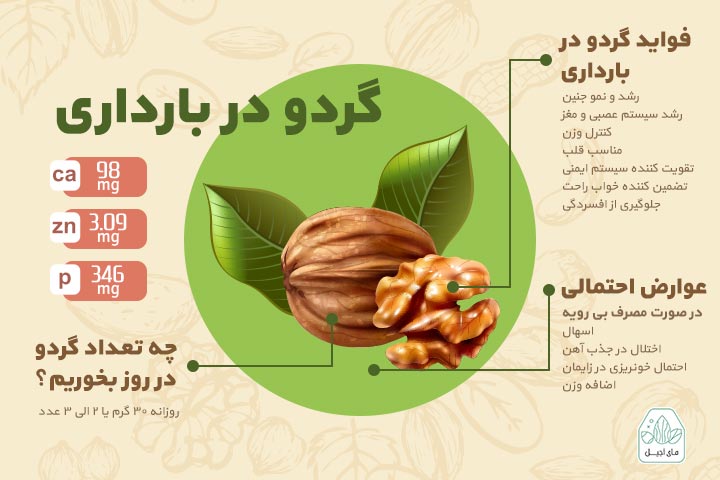 اینفوگرافی گردو در بارداری