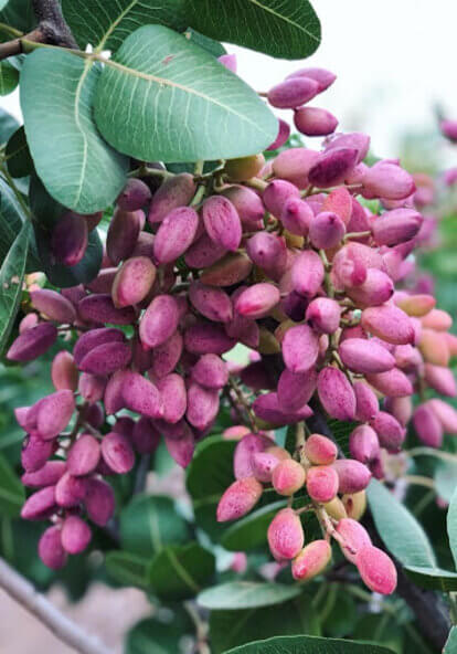 پسته تازه