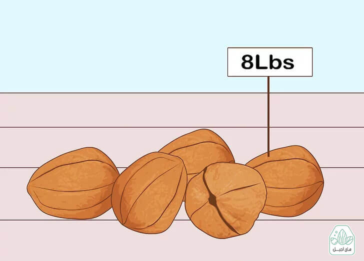 گرفتن روغن گردو