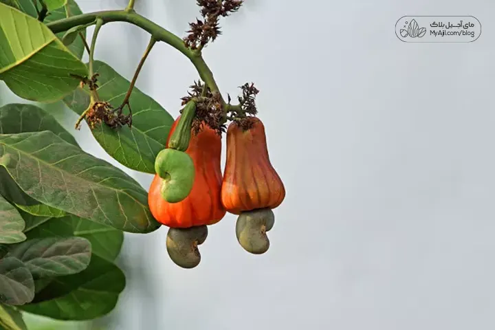 بادام هندی تازه