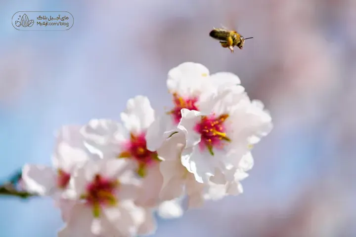 شکوفه بادام