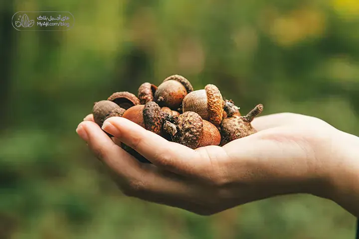 آجیل بلوط